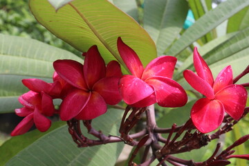 frangipani flower plant on farm © Cavan