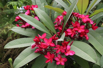 frangipani flower plant on farm © Cavan