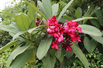 frangipani flower plant on farm © Cavan