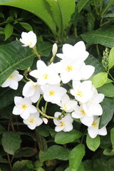 frangipani flower plant on farm © Cavan