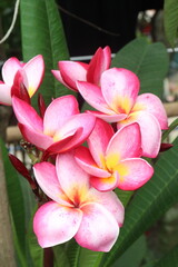 frangipani flower plant on farm © Cavan