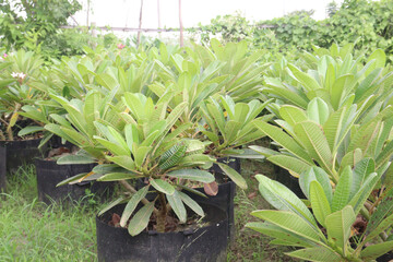 frangipani flower plant on farm © Cavan