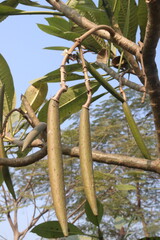 frangipani bud on plant in farm © Cavan