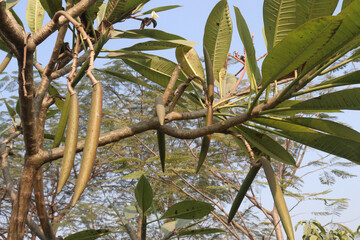 frangipani bud on plant in farm © Cavan