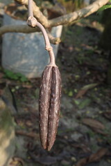 frangipani bud on plant in farm © Cavan