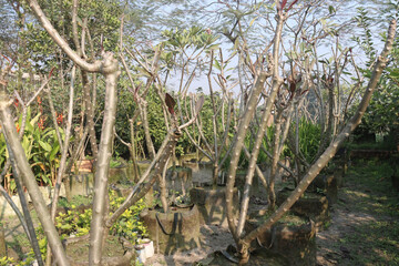 frangipani flower plant on farm © Cavan