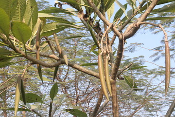 frangipani flower plant on farm © Cavan