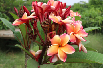 frangipani flower plant on farm © Cavan