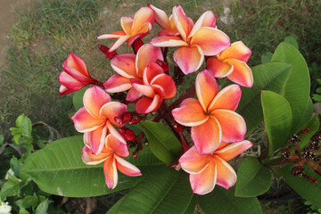 frangipani flower plant on farm © Cavan