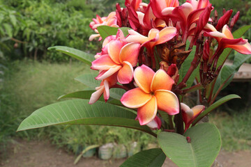 frangipani flower plant on farm © Cavan