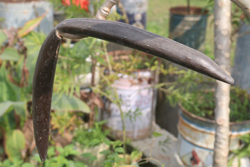 frangipani bud on plant in farm © Cavan