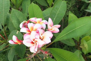 frangipani flower plant on farm © Cavan