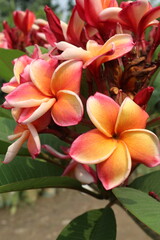 frangipani flower plant on farm © Cavan
