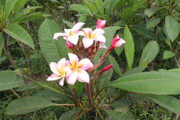 frangipani flower plant on farm © Cavan