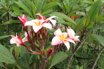 frangipani flower plant on farm © Cavan