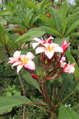 frangipani flower plant on farm © Cavan
