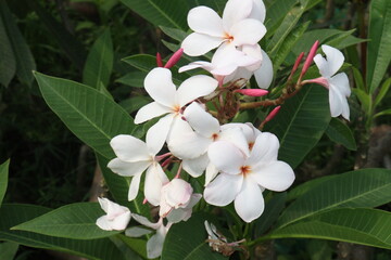 frangipani flower on farm for harvest © Cavan