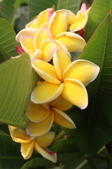 frangipani flower plant on farm © Cavan