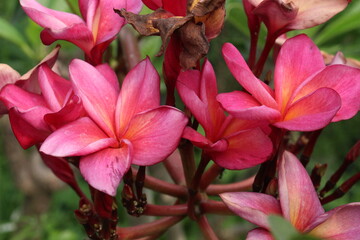 frangipani flower plant on farm © Cavan
