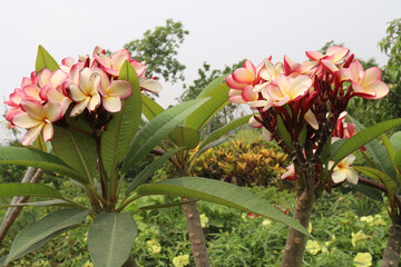 frangipani flower plant on farm © Cavan