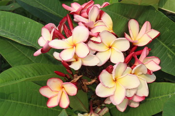 frangipani flower plant on farm © Cavan