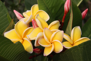 frangipani flower plant on farm © Cavan