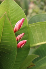 frangipani flower plant on farm © Cavan