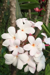 frangipani flower on farm for harvest © Cavan