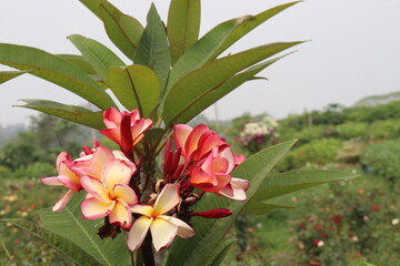 frangipani flower plant on farm © Cavan