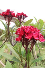 frangipani flower plant on farm © Cavan