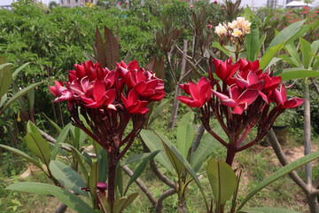 frangipani flower plant on farm © Cavan