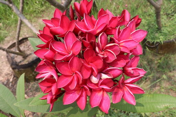 frangipani flower plant on farm © Cavan
