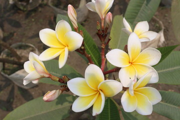 frangipani flower plant on farm © Cavan