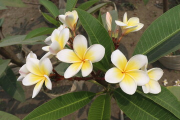 frangipani flower plant on farm © Cavan