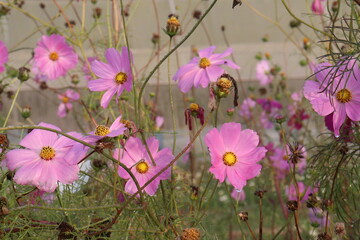 Fototapeta premium pink colored garden cosmos flower