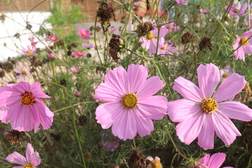 Fototapeta premium pink colored garden cosmos flower