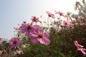 Fototapeta premium pink colored garden cosmos flower