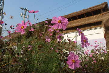 Fototapeta premium pink colored garden cosmos flower