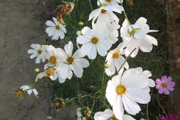 Fototapeta premium white colored garden cosmos flower