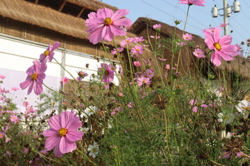 Fototapeta premium pink colored garden cosmos flower