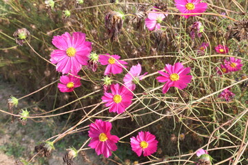 Fototapeta premium pink colored garden cosmos flower