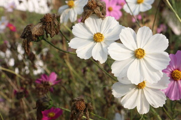 Fototapeta premium white colored garden cosmos flower