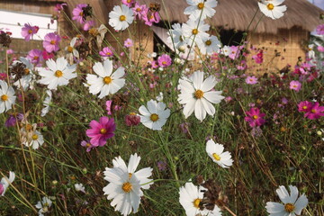 Fototapeta premium multiple colored garden cosmos flower