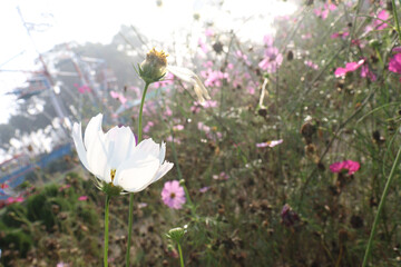 Fototapeta premium white colored garden cosmos flower