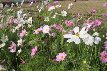 Fototapeta premium multiple colored garden cosmos flower