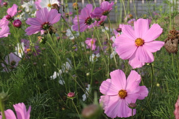 Fototapeta premium pink colored garden cosmos flower
