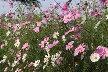 Fototapeta premium multiple colored garden cosmos flower