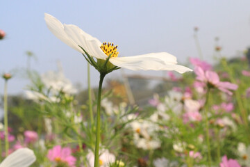 Fototapeta premium white colored garden cosmos flower