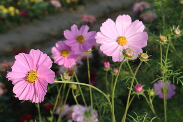 Fototapeta premium pink colored garden cosmos flower