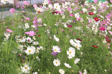 Fototapeta premium multiple colored garden cosmos flower